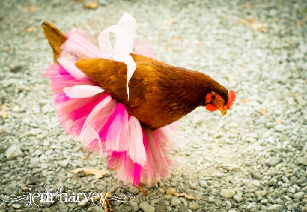 Fashion Animals - Tutu Chicken