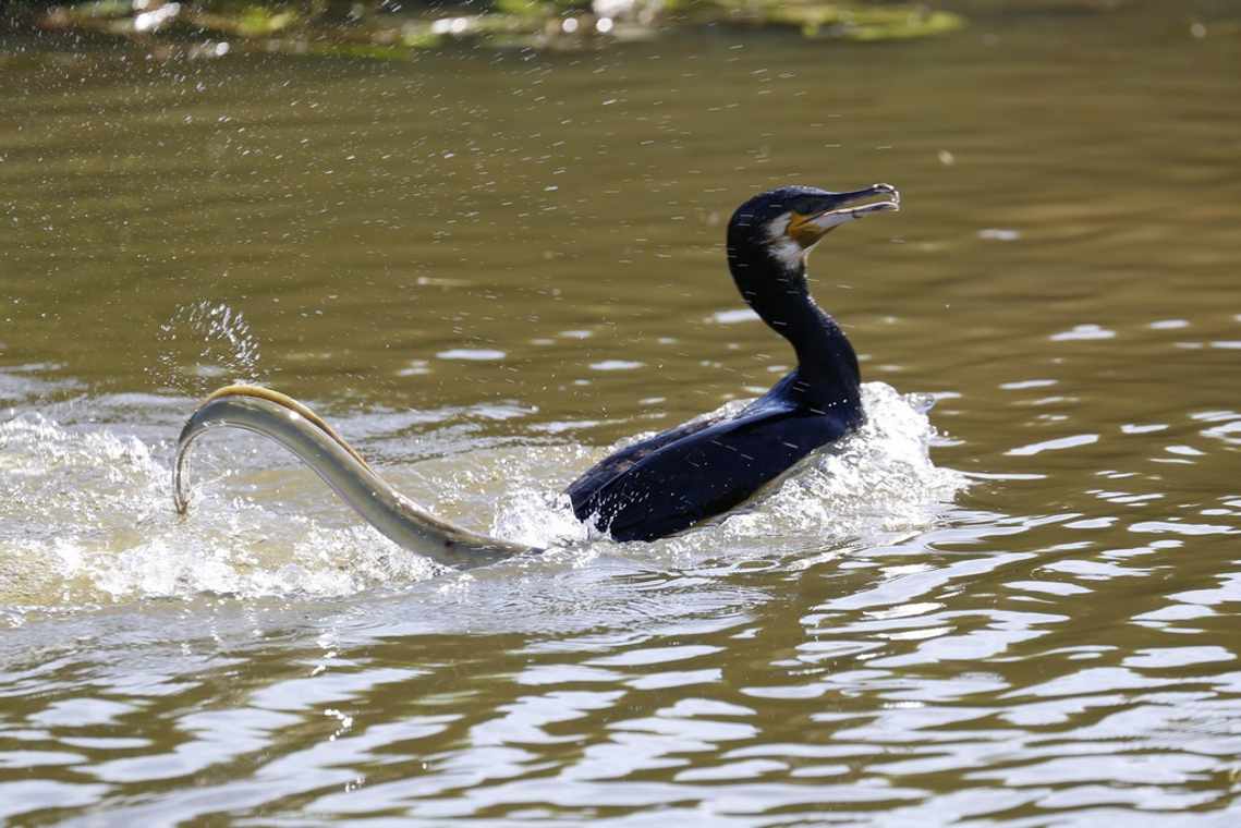 The moment an Eel gets revenge on a hungry Cormorant