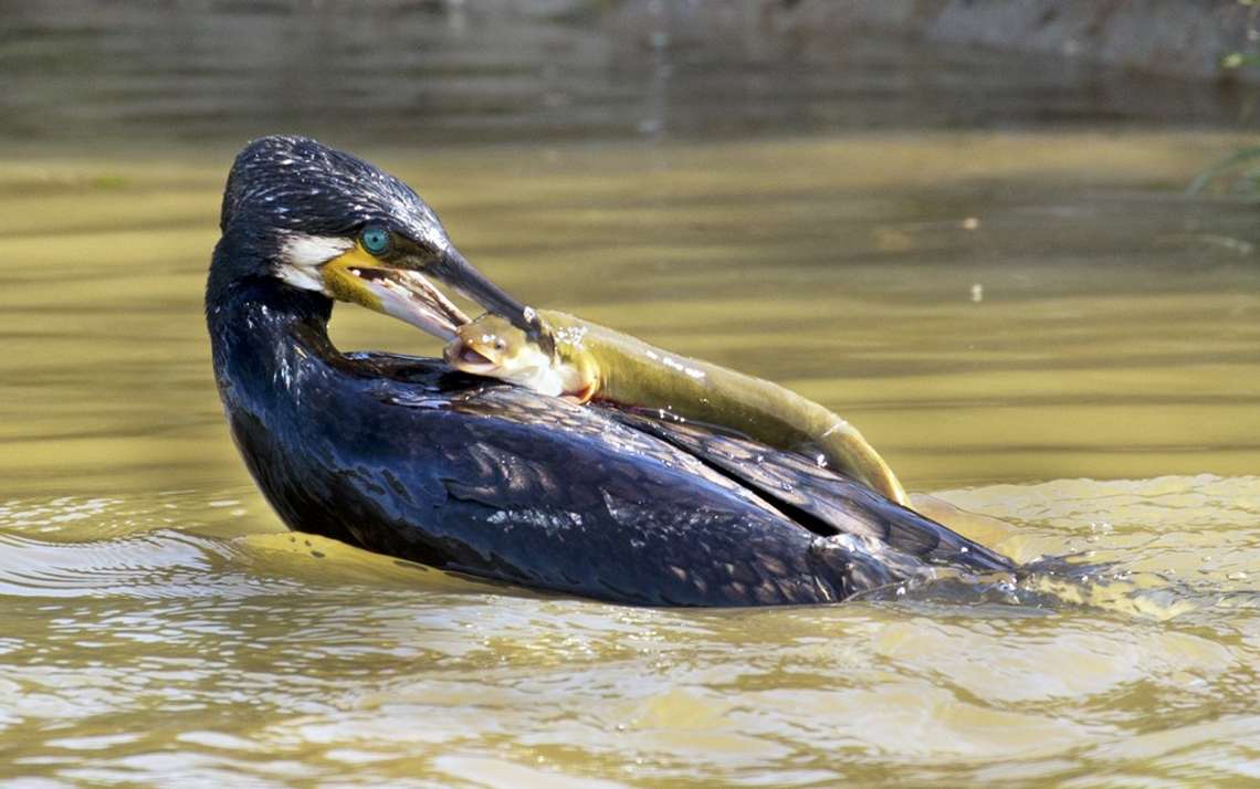 The moment an Eel gets revenge on a hungry Cormorant
