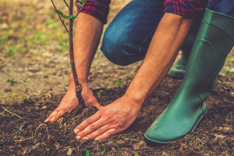 planting trees