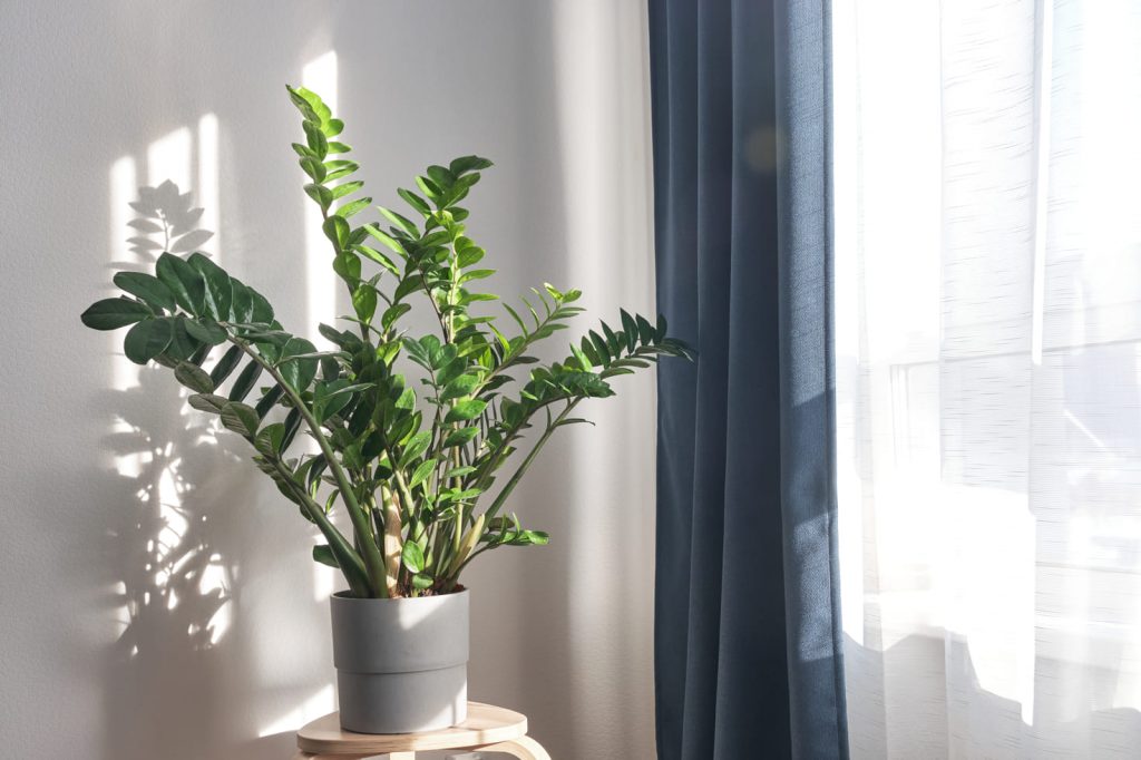 ZZ plant in sun near curtained window