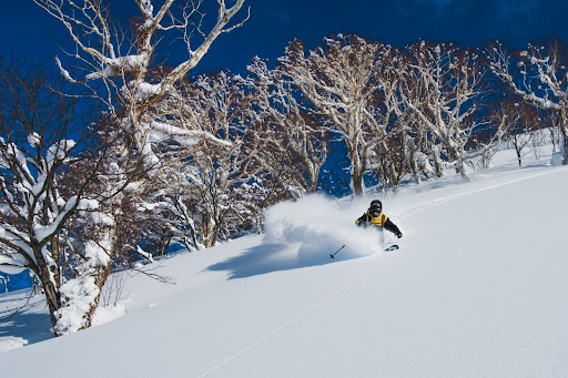 Ski deep untracked powder on Iwanai, Japan's coastal ski resort